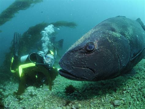 Calico Bass Underwater