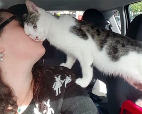 cat gets rescued hours before it was set to be put down barnorama