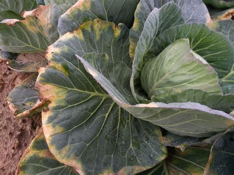 cabbage growers   eyeball disease signs vegetable growers news