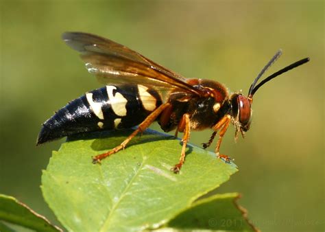 cicada killer wasp cicada killers  giant ground hornets flickr