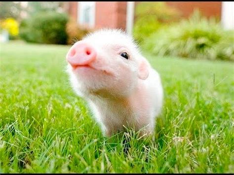cute  piglet compilation video  youtube