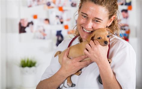 locum vet  career   pet care vet technician paragonpetsinfo