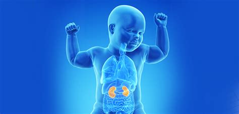 pediatric nephrology managing kidney conditions  children health telling