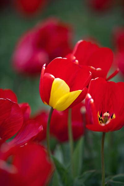 tulips xcitefunnet