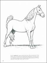 Coloring Pages Getdrawings Chestnut Horse sketch template