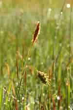 Image result for Carex_limosa. Size: 150 x 225. Source: calphotos.berkeley.edu