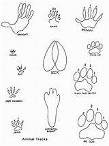 Animal Tracks Coloring Printable Footprint Pages Footprints Prints Animals Clipart Kids Track Paw Print Printables Drawing Bobcat Foot Clip Library sketch template