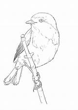 Oiseau Dessiner Dessindigo Facilement Gorge étape Par Crayon ça Primanyc Weblobi sketch template