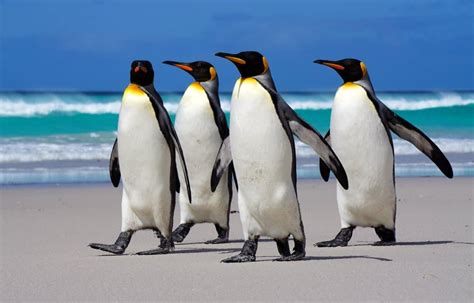 incredible king penguin facts   animals