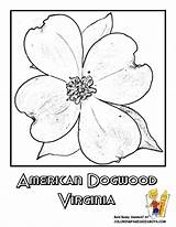 Coloring Pages Flower Virginia State Dogwood Drawing Printable Tree Flowers Usa Island Yescoloring Oregon Rhode Wyoming Beautiful sketch template