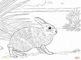 Rabbit Coloring Pages Brer Marsh Jack Rabbits Color Drawing Adults Velveteen Printable Animal Getdrawings Pretentious Idea Hare Colorings Getcolorings Skip sketch template