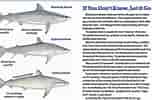 Image result for Blacktip Shark Identification. Size: 152 x 100. Source: www.floridasportsman.com