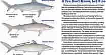 Image result for Blacktip Shark Identification. Size: 209 x 110. Source: www.floridasportsman.com
