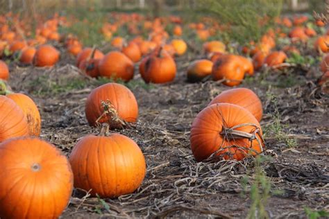 Okanagan Pumpkin Patch Locations Home For The Harvest