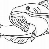 Catfish Clipart Clipartmag Coloring sketch template