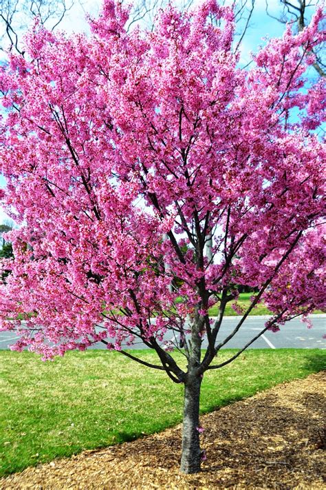 purple spring trees   sunday drive