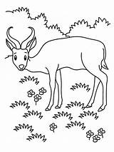 Coloring Pages Grassland Animals Realistic Antelope Grasslands Animal Printable Getcolorings Ecosystem Popular Awesome Kids Coloringhome sketch template