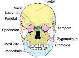 les os de la face