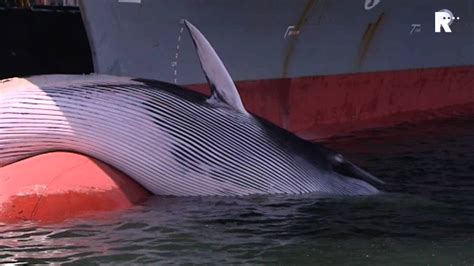 aanvaring met schip wordt walvis fataal youtube