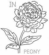 Indiana Peony Drawing Flower State Embroidery Template Flickr Flowers Coloring Via Tattoo Vintage Peonies English Pages Getdrawings sketch template