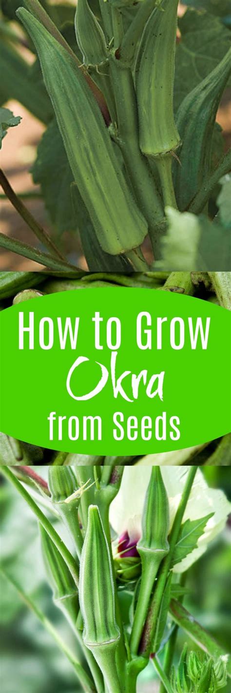 grow okra  seeds plant instructions