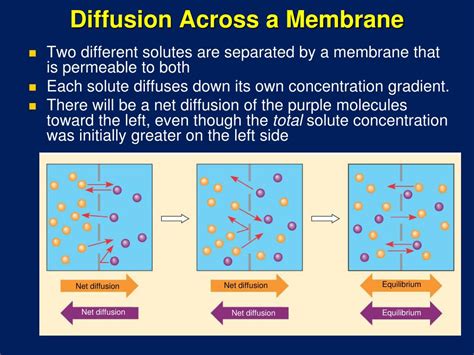 cell membrane structure  function powerpoint  id