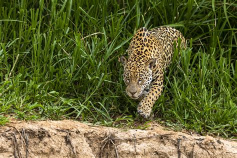 jaguar auf der jagd foto bild tiere wildlife saeugetiere bilder auf fotocommunity