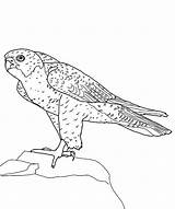 Falcon Coloring Pages Peregrine Bird Hill Top Standing Sheets Birds Printable Color Netart Template Print Falco sketch template