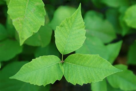 What Does Poison Ivy Rash Look Like Symptoms To Know Self