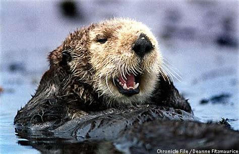 There Otter Be More California Mammals Numbers Confound Scientists