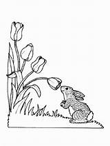 Desene Colorat Primavara Poza Rabbits Bunnies Tulip Ostern Ausmalen Menino Coloringhome sketch template