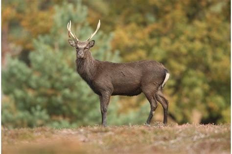 British Deer Species Id Guide And Facts