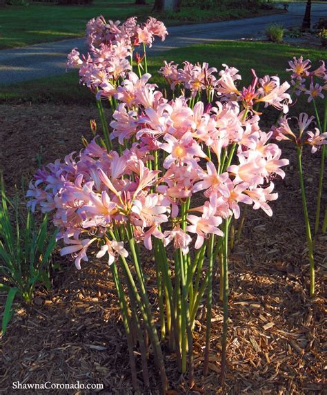 mas de  ideas increibles sobre lily plant en pinterest lily garden