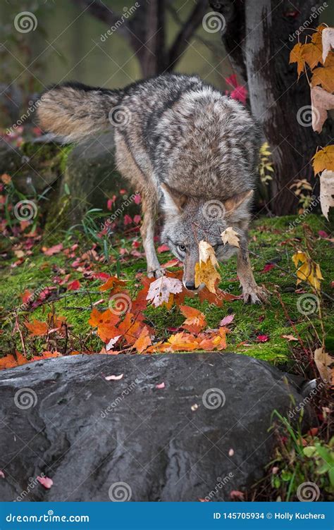 coyote canis latrans  leaf autumn stock photo image  critter