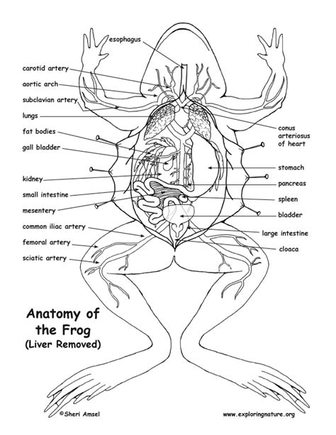frog leg bones diagram  wiring diagram source