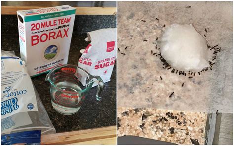 ingredient ant killer recipe crafty morning