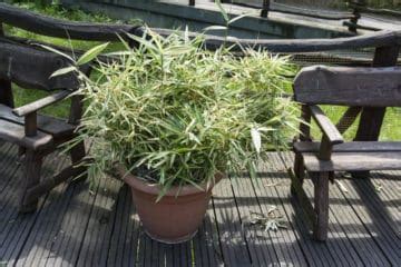 potted bamboo top tips gaining control