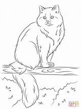 Coloring Cat Siberian Pages Sits Tree sketch template