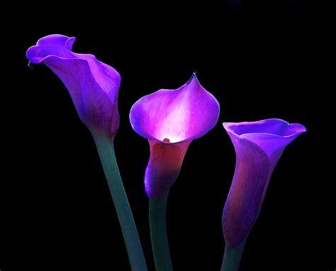 moon lit purple soft light calla lilies black