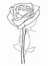 Rose Coloring Pages Bud Getcolorings sketch template