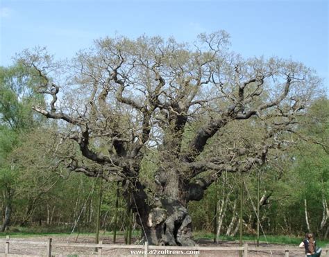 major oak facts  pictures