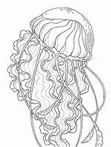 Jellyfish Coloriage Meduse Adults Méduse Jelly Imprimer Coloriages Primaire sketch template