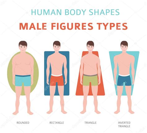human body shapes male figures types set vector illustration stock