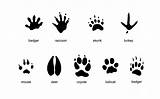 Tracks Animal Mammal Common Footprints Print Iverson Carlyn Pages Animals Paw Raccoon Foot Mouse Zoo Deer Skunk Badger Large Snow sketch template