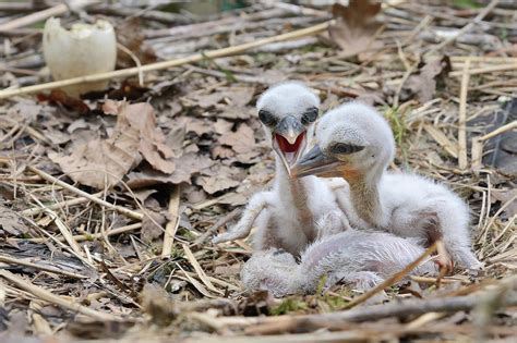 white stork chicks begging for food oxfordshire uk photograph by nick