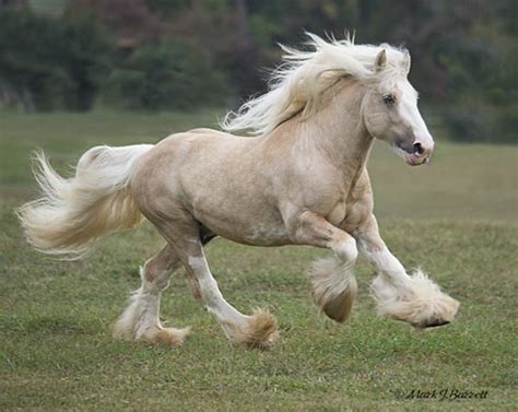 gypsy horse