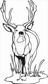 Coloring Deer Easy Pages Coloringbay sketch template