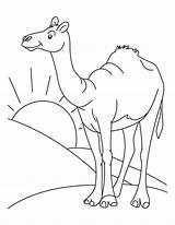 Camel Desert Coloring Pages Sahara Color Animal Drawing Clipart Habitat Printable Kids Clip Cartoon Colouring Standing Animals Bestcoloringpages Arabian Print sketch template