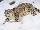 Image result for Snow Leopards. Size: 138 x 104. Source: www.inquiriesjournal.com