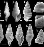 Afbeeldingsresultaten voor Typhlomangelia nivalis Verwante zoekopdrachten. Grootte: 175 x 185. Bron: www.researchgate.net
